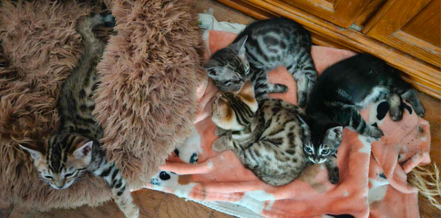 Bengal Kittens in Cats & Kittens for Rehoming in Red Deer