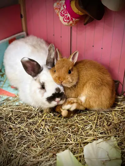 bunny looking for new home $165 , View more