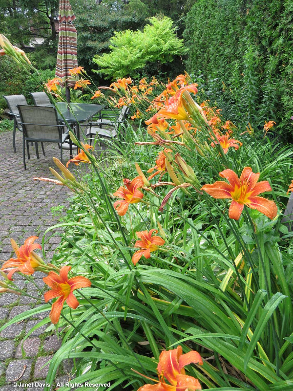 Free daylilies in Free Stuff in City of Halifax