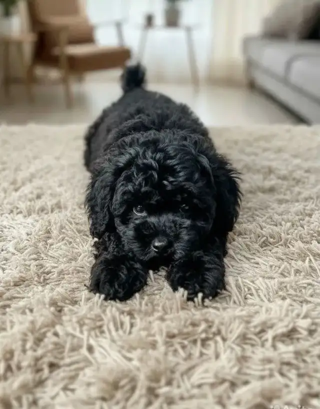 CKC registered, fully vaccinated Toy poodle puppies in Dogs & Puppies for Rehoming in City of Toronto - Image 4