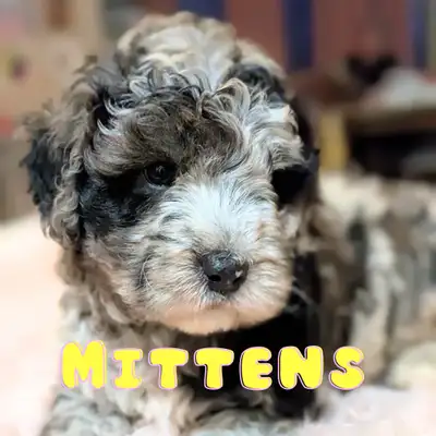 Mini Sheepadoodle Puppies, View more
