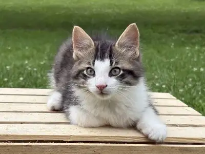 Adorable & Friendly Kittens Ready for New Homes!, View more