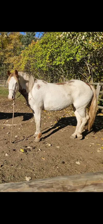 Flashy wildie mare, View more