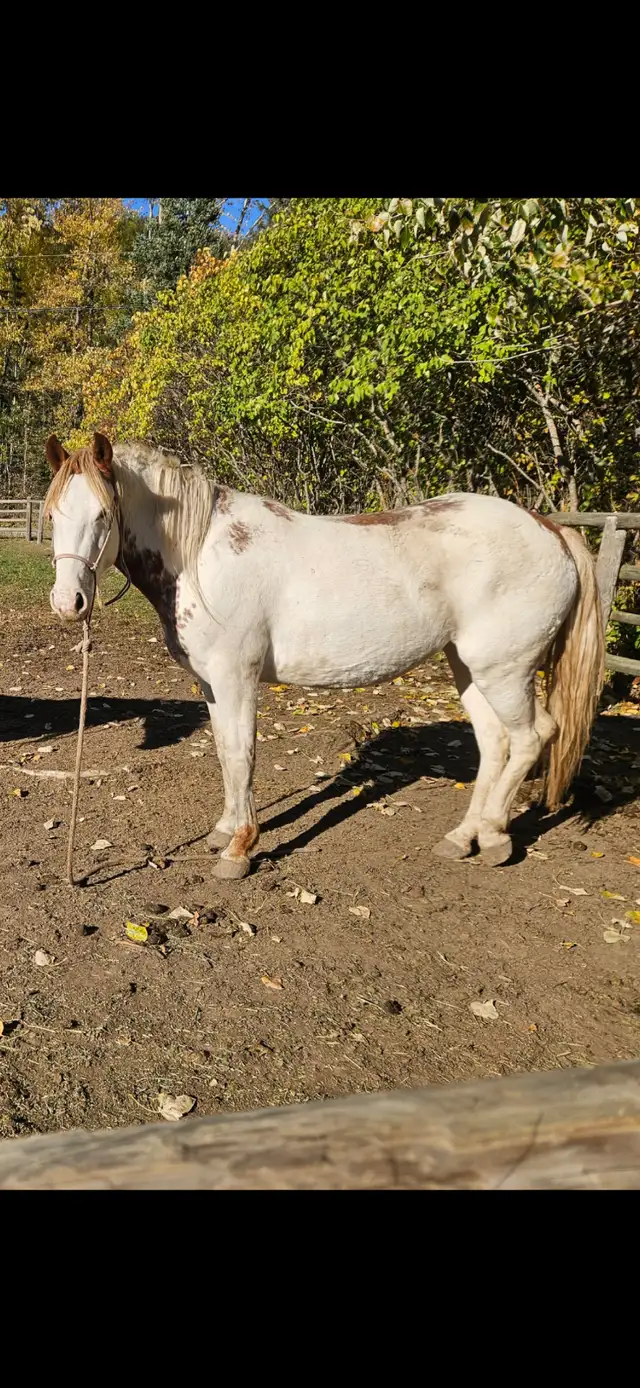 Flashy wildie mare in Horses & Ponies for Rehoming in Nelson - Image 2