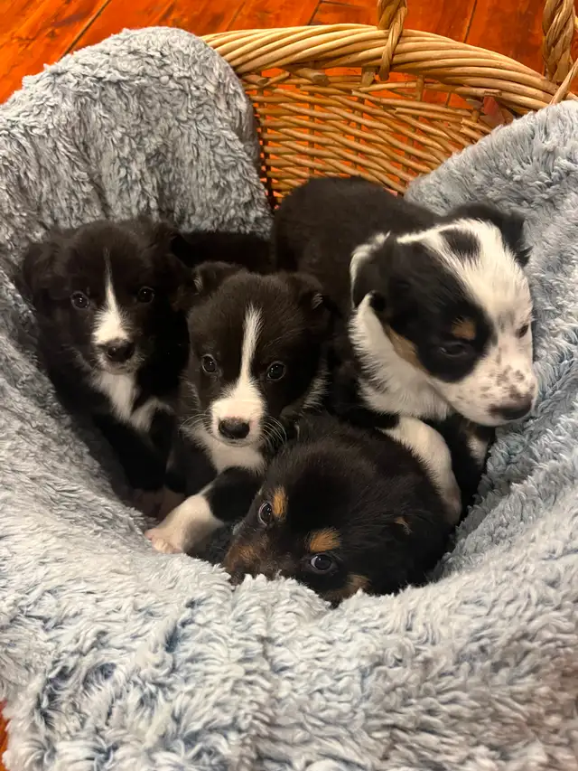 Black Shepherd/Australian Shepherd/Collie cross puppies in Dogs & Puppies for Rehoming in Nelson - Image 3
