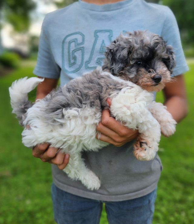 Bichonpoo Puppy in Dogs & Puppies for Rehoming in Kitchener / Waterloo - Image 3