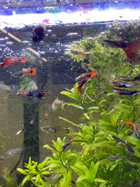 Free guppy fish! For aquarium fish tank