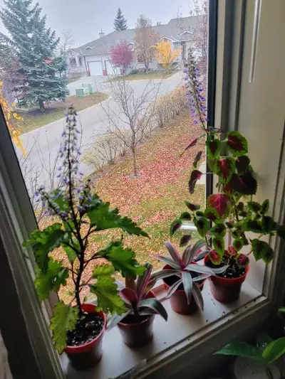 Don't miss out on vibrant greenery during the upcoming cold, snowy days! Perfectly sized for your wi...
