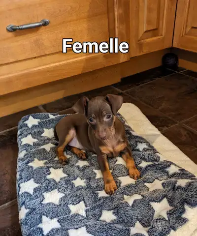 Chiots né le 22 février micro pucer, vermifugés aussi le premier vaccin reçu à 8 semaines, parents s...