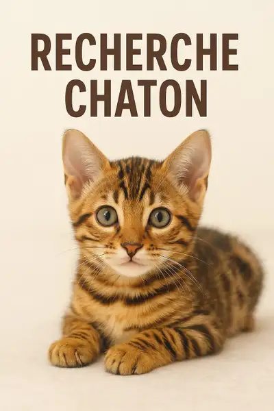 Je recherche un chaton Bengal ou British Shorthair, View more