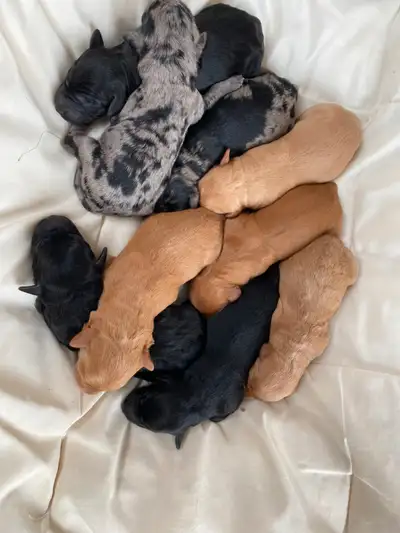 Labradoodle Puppies, View more