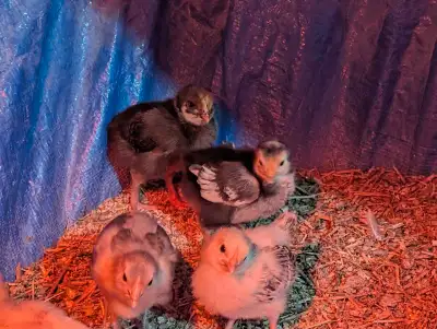 chicks for sale , View more
