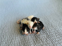 Fancy Baby BOY Rats