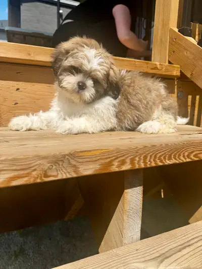 10 week old male purebred shih tzu, View more
