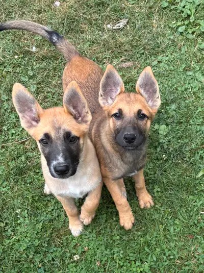Country shepherd puppies for sale., View more