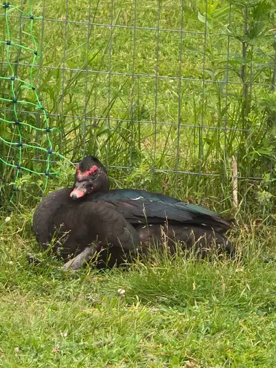 muscovy ducks, View more