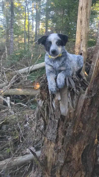 Blue heelercattle puppies, View more