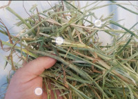 Fresh Timothy Hay 4 sale 5 lbs / $10 10 lbs = $15 20 lbs = $25