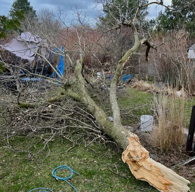 tree Cutting or removal in Lawn, Tree Maintenance & Eavestrough in City of Toronto - Image 9
