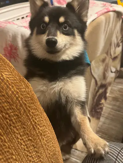 Leo is just 1 year old full grown loves kides and cats we are looking to rehome him due to my son‘s...