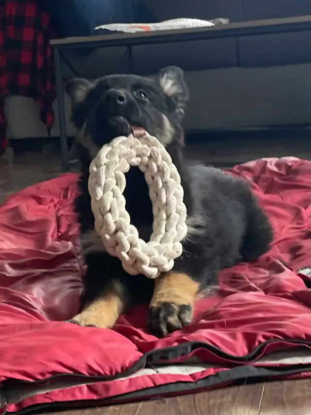 Berger Allemand Chiots/German Shepherd Puppies in Dogs & Puppies for Rehoming in Longueuil / South Shore - Image 8