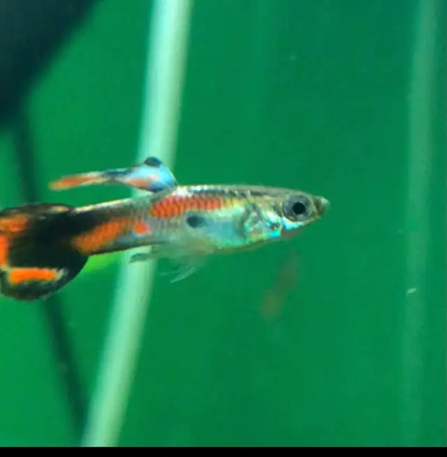 Poisson d’aquarium plantes, crevettes, escargots in Fish for Rehoming in Sherbrooke - Image 4
