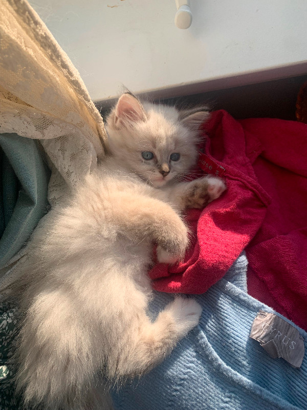 ADORABLE blue eyed Ragdoll Kittens for rehoming in Cats & Kittens for Rehoming in Victoria - Image 2