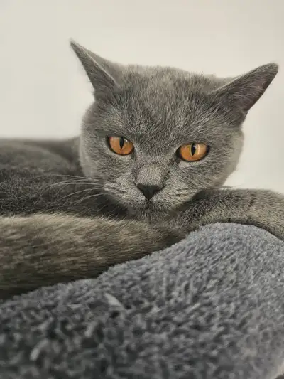 Cute British shorthair Amazing Chaton Kittens, View more