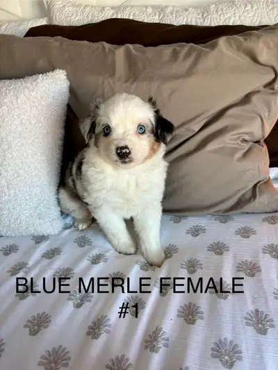 MINI AUSTRALIAN SHEPHERD PUPPIES , View more