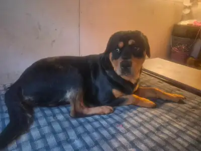Rotti husky mix puppies  for sale, View more