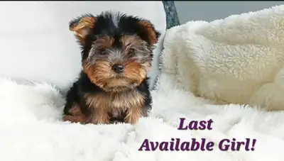 * 1 Girl Left! * Pure Yorkie Puppies Available!, View more