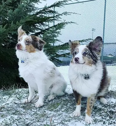 Rehoming 2 Mini Australian Shepherds, View more