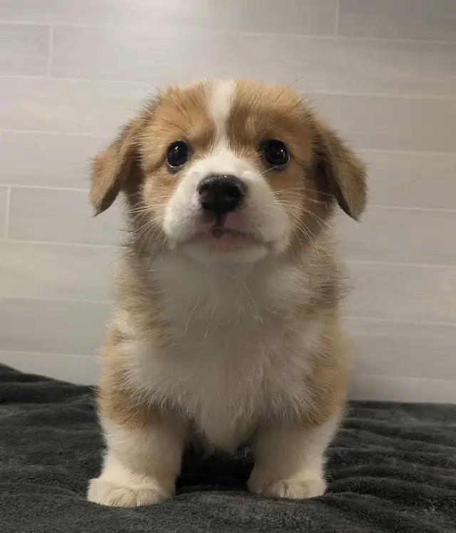 Pembroke Welsh Corgi Puppies in Dogs & Puppies for Rehoming in Kawartha Lakes - Image 6