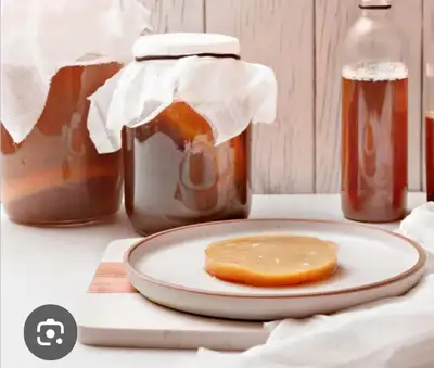 5" round SCOBIE & 1 cup of Starter (for Kombucha!), View more