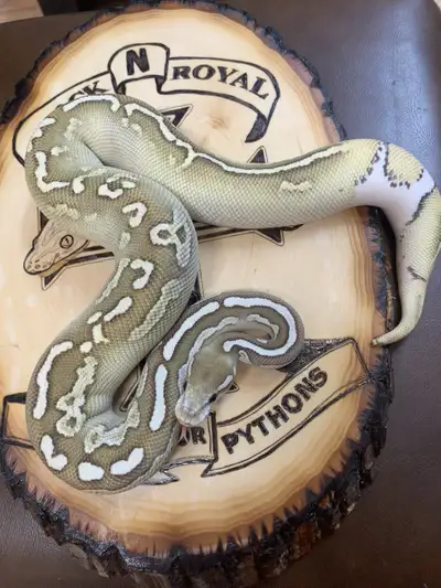 Black Pastel Lesser Orange Dream Het Pied  Female Ball Python, View more