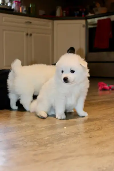 Miniature American Eskimo, View more