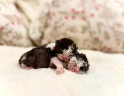 Chatons Selkirk Rex - chat mouton, View more