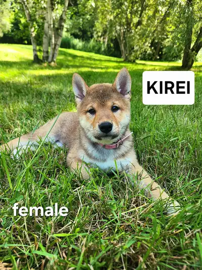 Shiba inu puppies chiots prêts août, View more