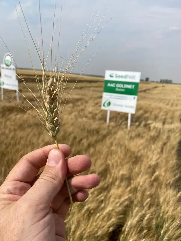 GoldNet Durum Seed - Certified Seed in Other in Lethbridge - Image 4