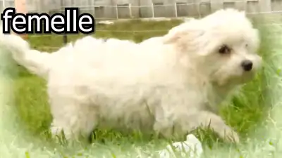 Bichon maltais chiot FEMELLE, View more