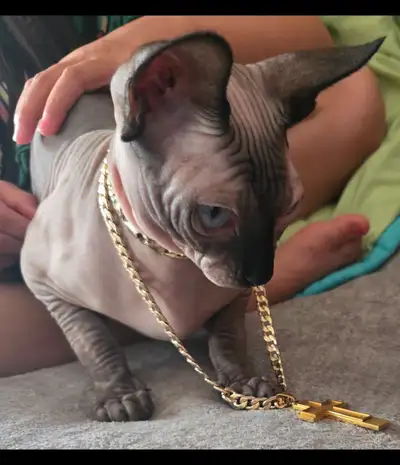 ABSOLUTLEY STUNNING MALE SPHYNX CAT READY FOR A NEW HOME! WE HAD HIM AT 8 WEEKS HES BEEN AMAZING, VE...