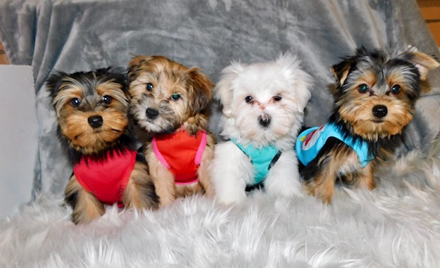Tiny toy morkie puppies  available. in Dogs & Puppies for Rehoming in City of Toronto - Image 4