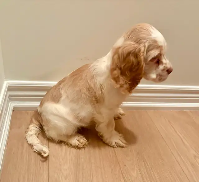 Very Sweet Lovable Cockapoo puppies in Dogs & Puppies for Rehoming in City of Toronto - Image 4