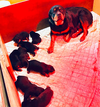 FULL GERMAN ROTTWEILER PUPPIES MALES ARE SOLD FEMALES $700.