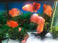 120 gallons aquarium including 11 red parrot chichlids