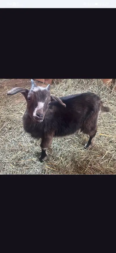 Wethered Boy goat, View more