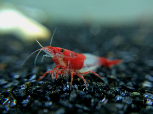 BEAUTIFUL FRESHWATER SHRIMP in Fish for Rehoming in North Bay