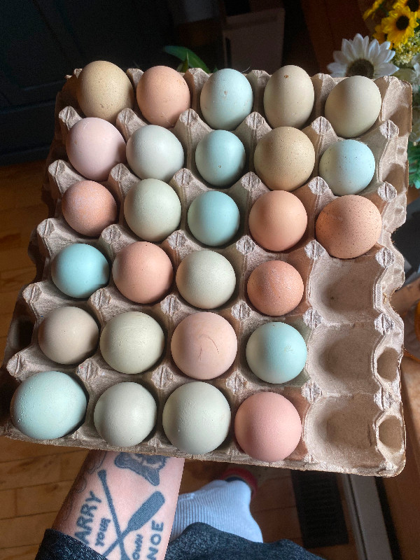 Colourful hatching eggs in Livestock in City of Halifax - Image 2