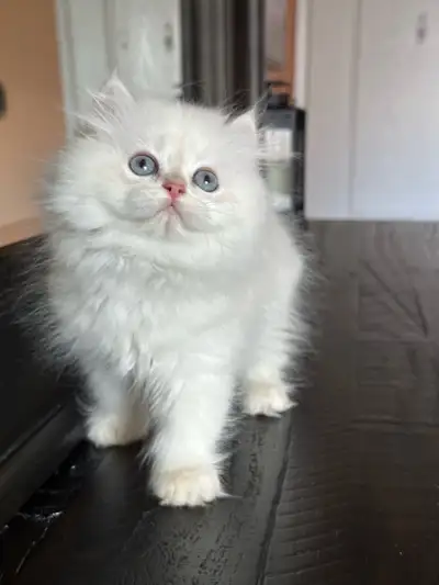 British Longhair AY1233 with pink paws, View more
