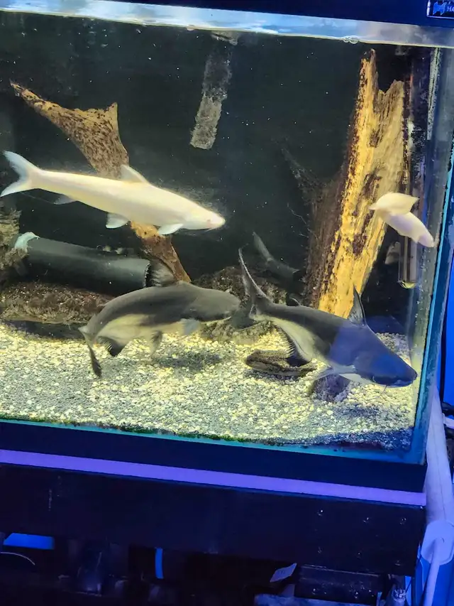 Two nice Paroon Sharks in Fish for Rehoming in Mississauga / Peel Region - Image 7